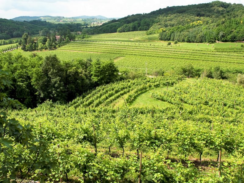 Blick übers Weinland