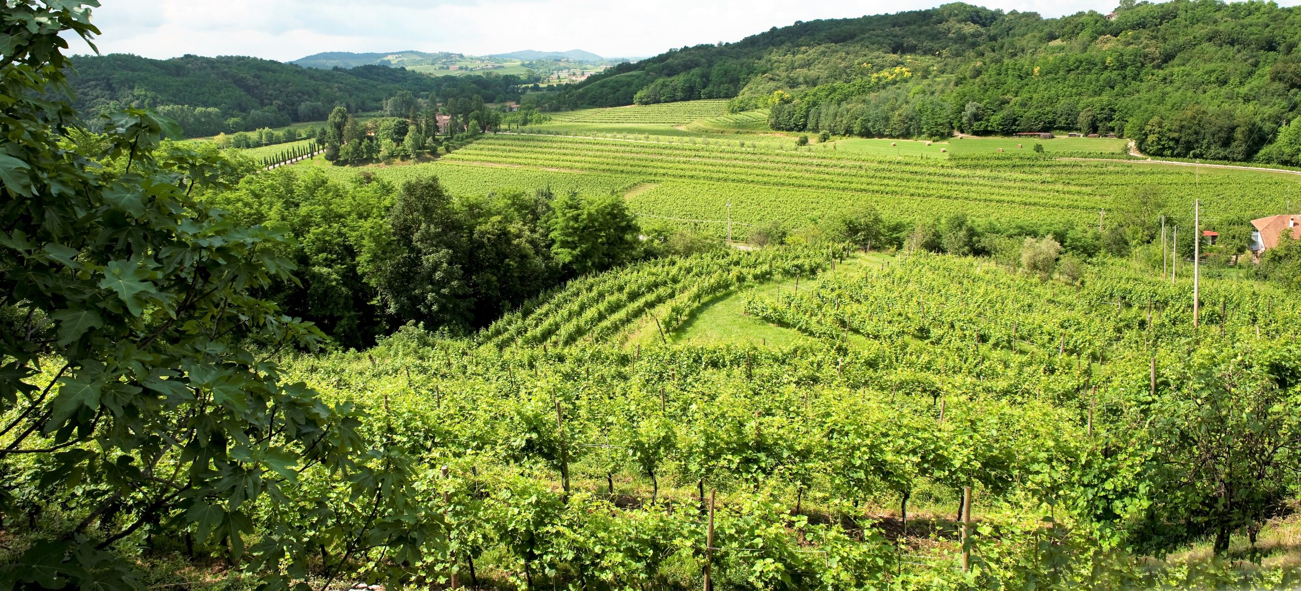 Blick übers Weinland
