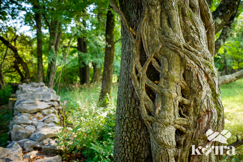 Knorriger Baum mit Karstmauer