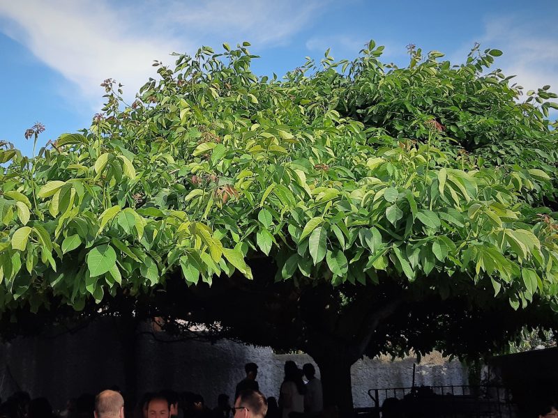 Osmiza mit Baum