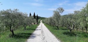 Olivenbäume Collio Friaul