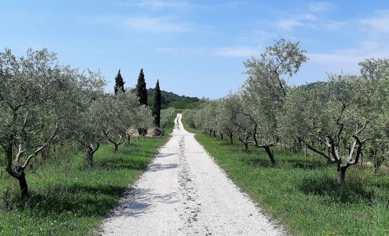 Olivenbäume Collio Friaul