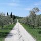 Olivenbäume Collio Friaul