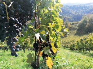 Biowein