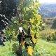 Biowein