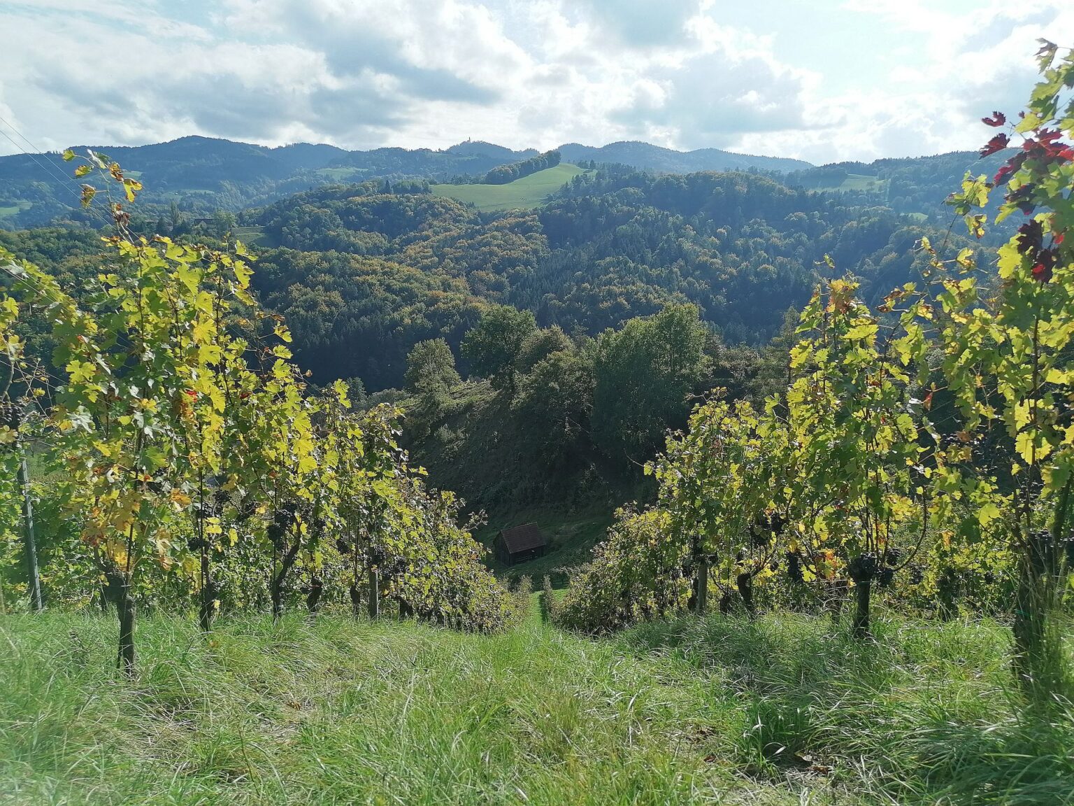 Weinlandschaft Südsteiermark