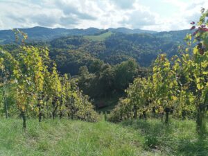 Weinlandschaft Südsteiermark