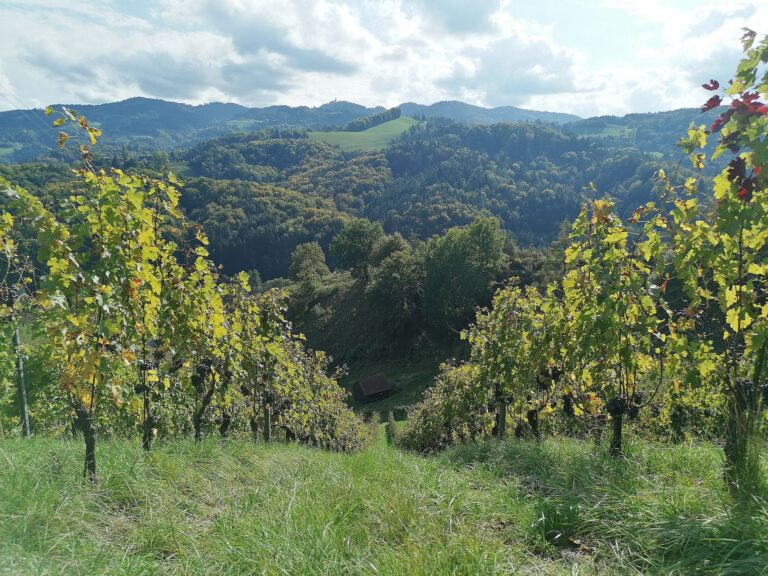 Weinlandschaft Südsteiermark