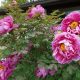 Pfingstrosen_Giardino Viatori