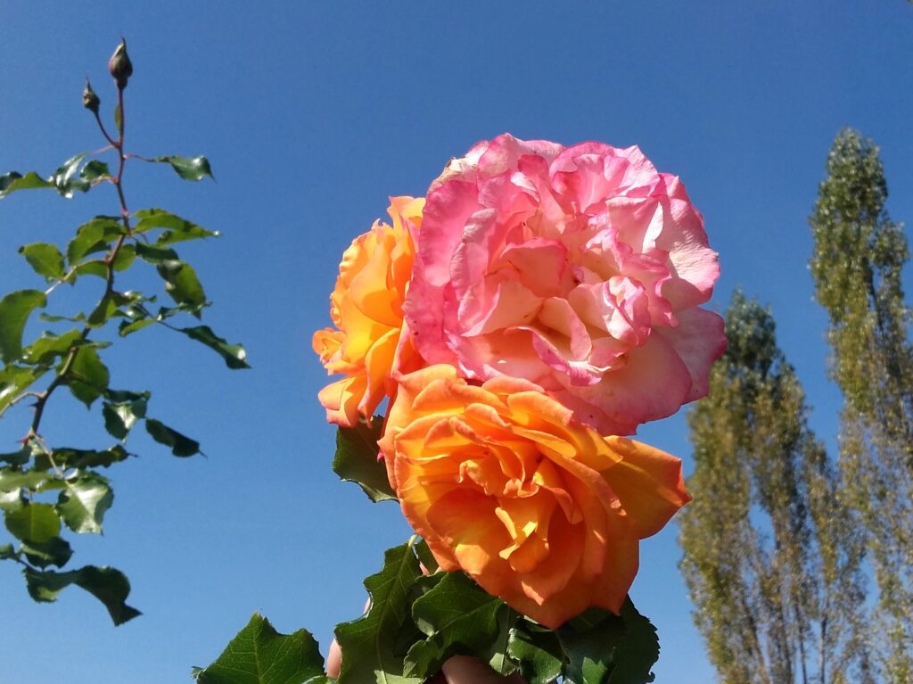 Rosen und Pappeln Südsteiermark