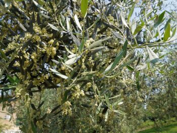 Olivenbaum in Friaul-Julisch Venetien