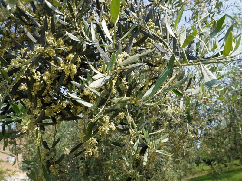 Olivenbaum in Friaul-Julisch Venetien