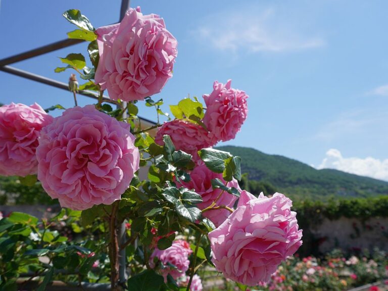 Roseto Parco San Giovanni Trieste