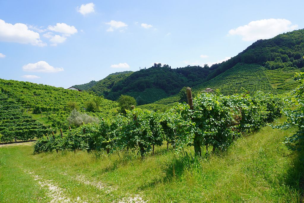 Weinhügel Prosecco