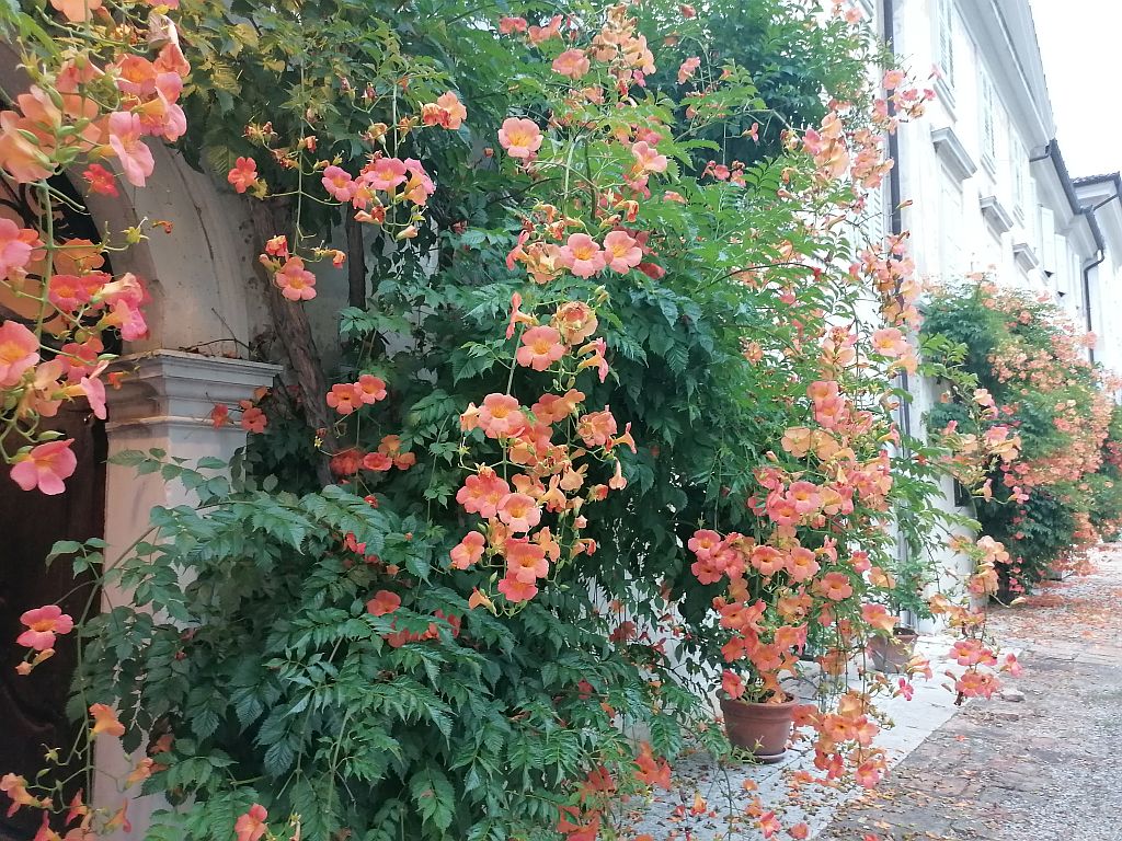 Azienda Ritter de Zahony