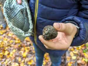 Tuber aestivum var. uncinatum oder Burgundertrüffel