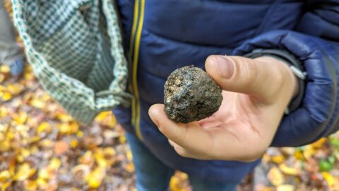 Tuber aestivum var. uncinatum oder Burgundertrüffel