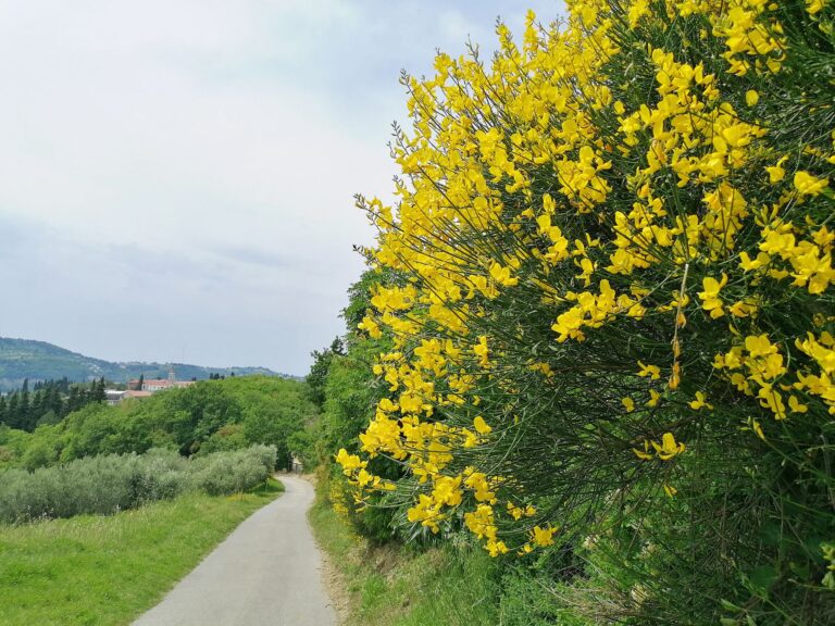 Strunjan_Ginsterblüte