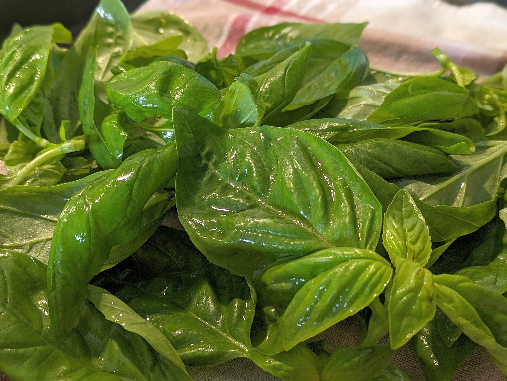 Basilikumpesto – Pesto alla genovese