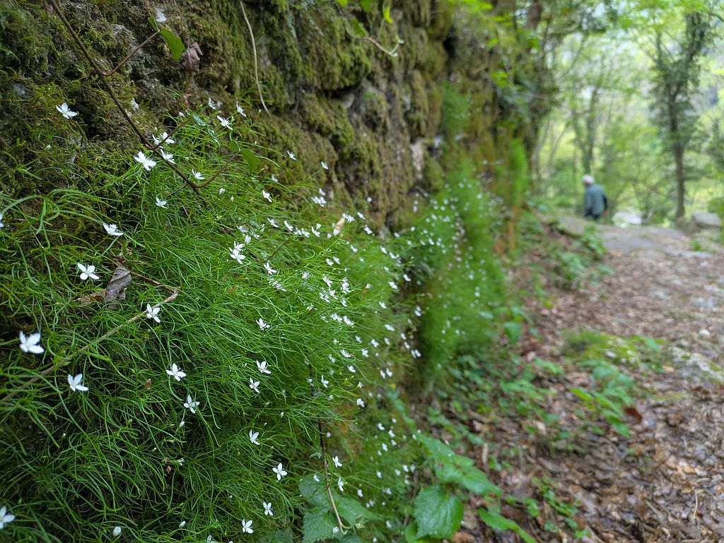 Flora am Wegrand Braulins